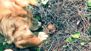 Scopri di più sull'articolo AcliTerra: “Il tartufo in Sicilia-Attualità e prospettive”; un convegno sul fungo spontaneo a Palermo